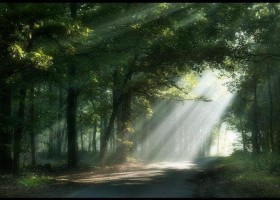 Sunlit Path