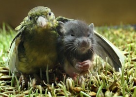 birdmouse
