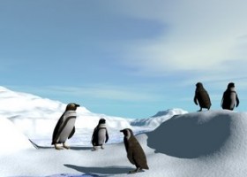 cool birds.0
